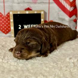 Boy one - Chocolate and cream male Dachshund puppy in Lakeland, Florida from Ruthie’s Rich Mini Dachshunds
