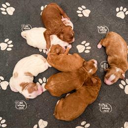 Luigi - Red  male Goldendoodle puppy in Sunman, Indiana from Brunsman Country Doodles LLC
