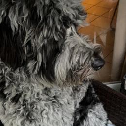 Ella - Goldendoodle