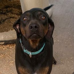 Emmie - Catahoula Leopard Dog