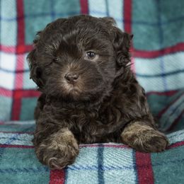 Olive - Chocolate and white female Havapoo puppy in Saint Joe, Indiana from Claire's Havapoos