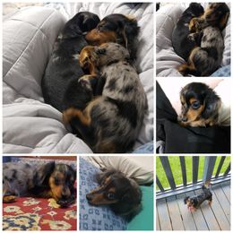 Dachshund Puppies from It's Mini Wieners Baby