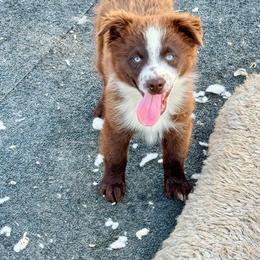 Tri male white collar - Red tri male Miniature Australian Shepherd puppy in Lemon Cove, California from Magic Ranch Mini Aussies