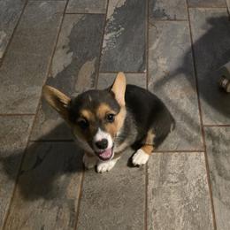 Pembroke Welsh Corgi Puppies from Larile Farm