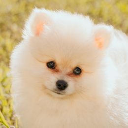 Pomeranians from Photo Perfect Poms