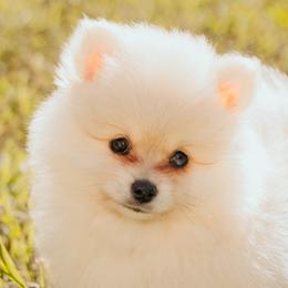 Pomeranians from Photo Perfect Poms