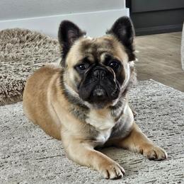 Shaq - French Bulldog
