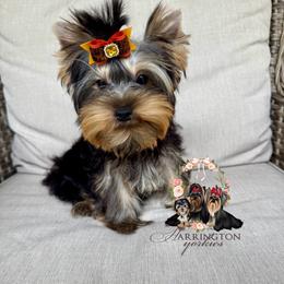 Cali 3600 dollars - Black and tan female Yorkshire Terrier puppy in Statesboro, Georgia from Harrington Yorkies