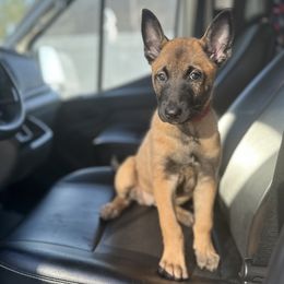 Vega - Red female Belgian Malinois puppy in Charleston, West Virginia from Louisov Kennel