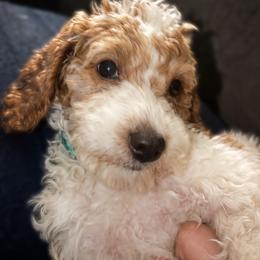 Light Blue - aka California - Nevada - Parti male Goldendoodle puppy in Eunice, Louisiana from Maison De Pawz