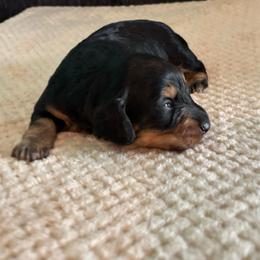 Dahlia - Black and tan female Dachshund puppy in Jacksonville, North Carolina from Lizzie’s Doxies