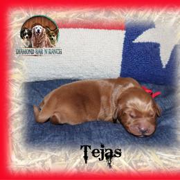 Tejas - Dark golden male Golden Retriever puppy in Anson, Texas from Diamond Bar N Ranch