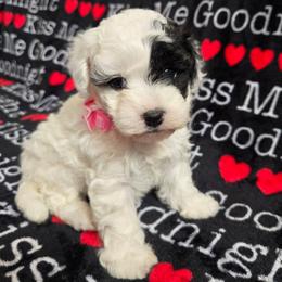 Maddie - Black & white female Maltipoo puppy in Sahuarita, Arizona from Cowgirl's Legacy Maltipoos