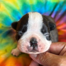 BEETLEJUICE - AKC - **SALE** - Seal and white male Boston Terrier puppy in Anderson, South Carolina from Lola’s House of Bostons & Rescue