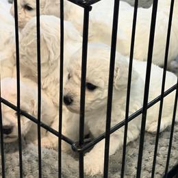 Bichon Frises from Bichons Of Hampstead