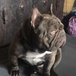 TATANKA - French Bulldog