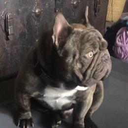 TATANKA - French Bulldog