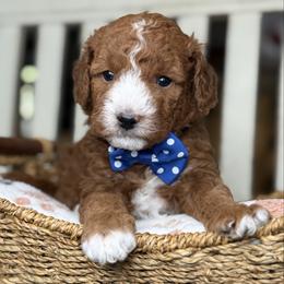 Ford- blue collar - Red  male Goldendoodle puppy in Yuciapa, California from AlltheDoodlez_