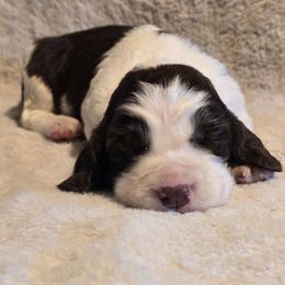 Standard male - Liver and white male English Springer Spaniel puppy in Jesup, Georgia from 31 Pines Kennels