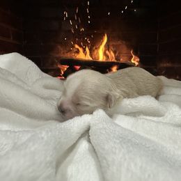 Lady - Cream and white female Shih Tzu puppy in Rockmart, Georgia from Sonya Garrett