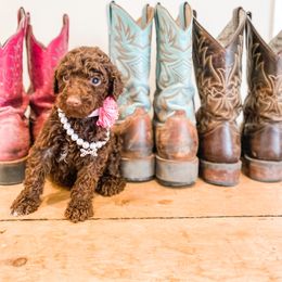 Girl 1 - Goldendoodle puppy in Valley Center, California from AweStrunk Farms