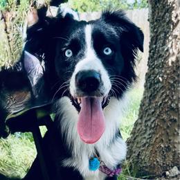 Ozzie - Black & white male Australian Shepherd puppy in Hempstead, Texas from Young Gun Aussies