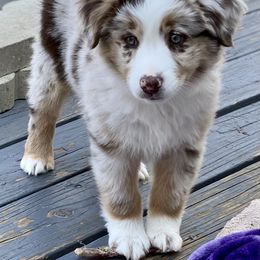 Miniature Australian Shepherd Puppies from Water's Edge Aussies