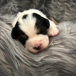 BTF - Black tri-color female Australian Shepherd puppy in Lakeside, Montana from Saddle Peak Aussies