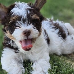 Theodore - Chocolate tan and white male Biewer Terrier puppy in El Paso, Texas from BabyCake Biewers