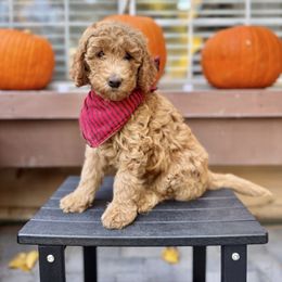 Chili - Red  female Goldendoodle puppy in Redlands, California from Goldendoodle Pals