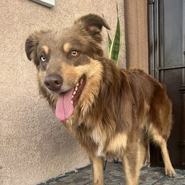 Rambeau - Australian Shepherd