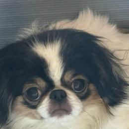 Marie - Japanese Chin