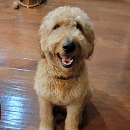 Goldendoodles from RiversDoodles