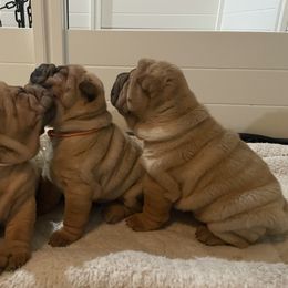 Chinese Shar-Pei Puppies from Sunspire Shar-Pei