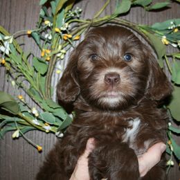Australian Labradoodle Puppies from Windsor Creek Labradoodles