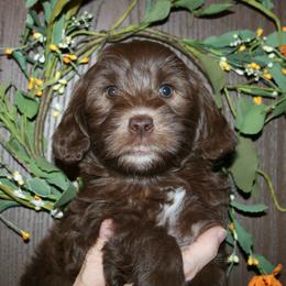 Australian Labradoodle Puppies from Windsor Creek Labradoodles