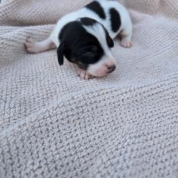 Russel Stover - Black and tan male Dachshund puppy in Great Falls, Montana from Green Dragon Kennel