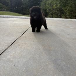 Chow Chow and Pomeranian Puppies from Pits and Poms LLC