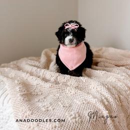 Miagao - Tri-color female Bernedoodle puppy in Cold Spring, Minnesota from A.N.A. Doodles