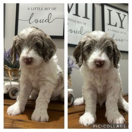Goldendoodle Puppies from Silver Hill Farm SC