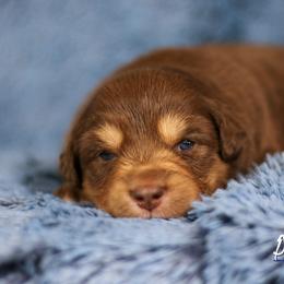 Australian Shepherd, Miniature American Shepherd, and Miniature Australian Shepherd Puppies from Painted Blue Aussies