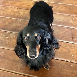 Luna - Dachshund