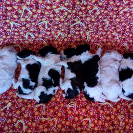 Aussiedoodle and Poodle Puppies from Ray Poodles