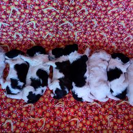 Aussiedoodle and Poodle Puppies from Ray Poodles