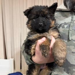 Mr Green - Black and red male German Shepherd puppy in Lawton, Michigan from Free Indeed Shepherds
