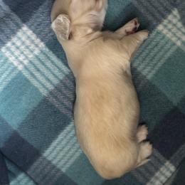 Boy 1 - Cream male Dachshund puppy in Collinston, Utah from RSP Mini Doxies