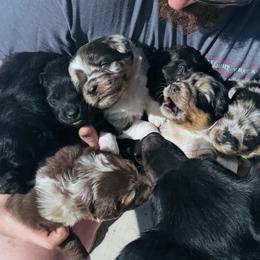 Australian Shepherd puppies from Sydney Vaught
