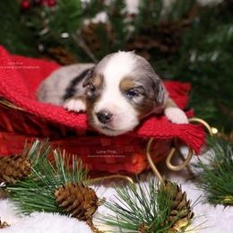 Rigel - Blue merle male Miniature American Shepherd puppy in Kalama, Washington from Lone Pine Miniature American Shepherds