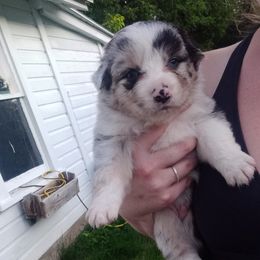 Australian Shepherd Puppies from Melick Kennels