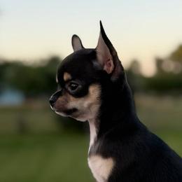 Chihuahuas from Foxy's Legacy Chihuahuas
